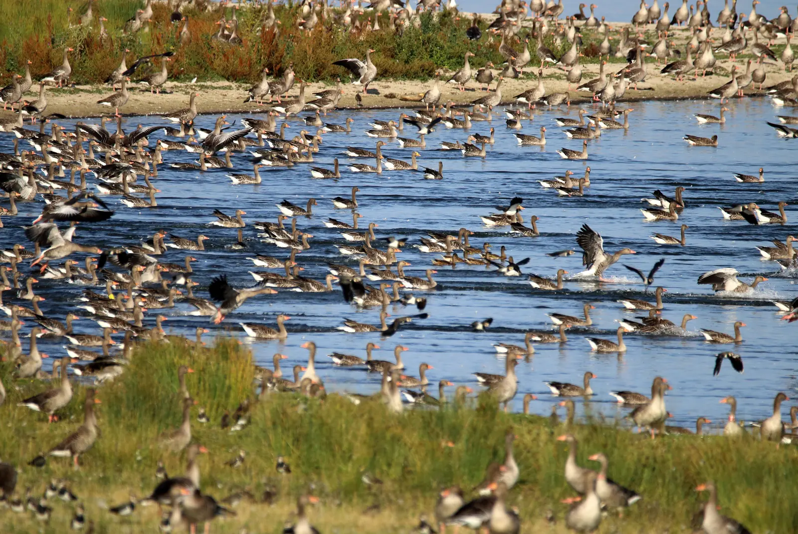 Großer Schwarm Graugänse auf dem Wasser an der Müritz