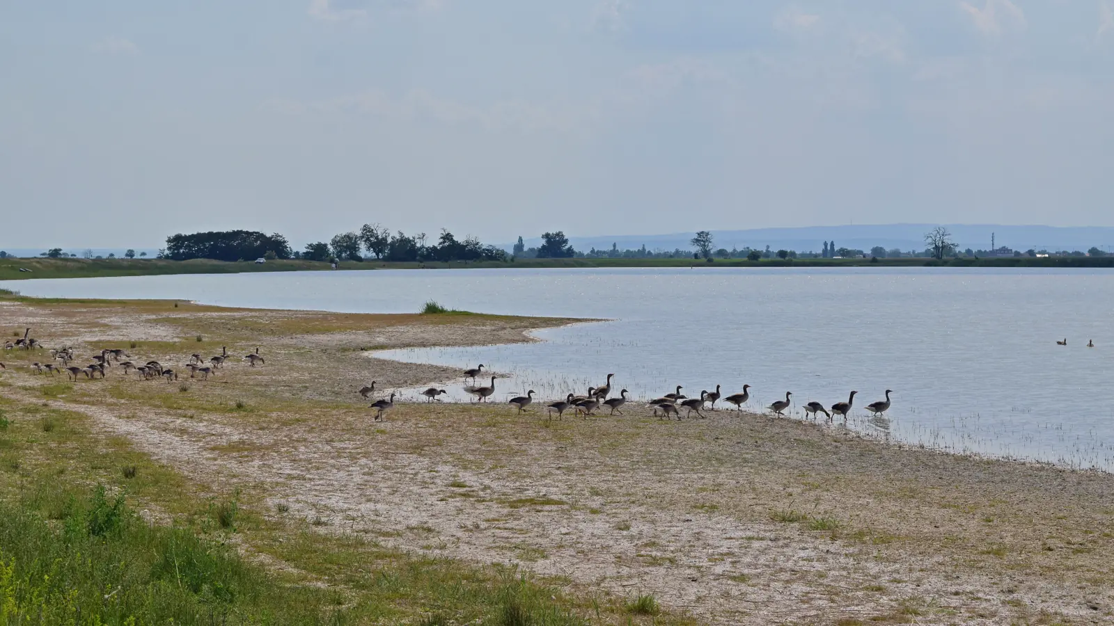 Salzlacke Darscho im Seewinkel mit Graugänsen am Ufer